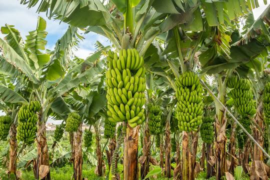 banana